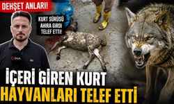Kocaali’de Kurt Dehş*eti!