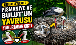 Engelli leylek çiftinin yavrusu dünyaya geldi
