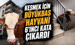 Kesmek için büyükbaş hayvanı 6'ıncı kata çıkardı