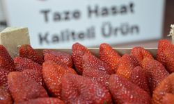 İnegöl'de çilek hasadı başladı