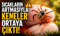 Sıcakların artmasıyla keneler ortaya çıktı!