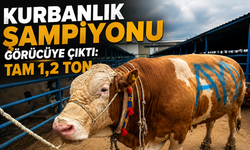 Kurban Pazarının Şampiyonu “Bayram” Görücüye Çıktı