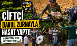 Rekolte 4 kat arttı, çiftçi davul zurnayla hasat yaptı