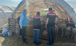 Tekirdağ'da kurban satış yerlerinde denetimler sürüyor