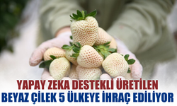 Yapay zeka destekli üretilen beyaz çilek 5 ülkeye ihraç ediliyor