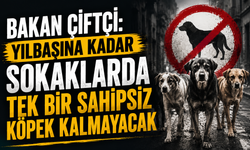 Bakan Çiftçi: “Yılbaşına Kadar Sokaklarda Tek Bir Sahipsiz Köpek Kalmayacak”