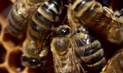 Arı zehrini nanoteknolojiyle buluşturan yöntemle akut böbrek hasarını tedavi etmeyi hedefliyorlar