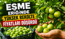Eşme Eriğinde Hasat Sezonu Başladı: Rekolte Yüksek, Fiyatlar Düşük