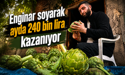Enginar soyarak ayda 240 bin lira kazanıyor