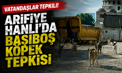 Arifiye Hanlı’da Başıboş Köpek Tepkisi