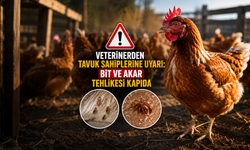 Tavuğu olanlar dikkat! Bit ve Akar Tehlikesi Kapıda