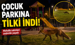 Serdivan’da Çocuk Parkına Tilki İndi