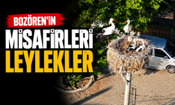 Bozören Mahallesi’nde Leylek Yuvası İlgi Odağı Oldu
