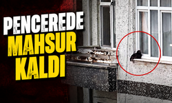 Tavuk Pencerede Mahsur Kaldı