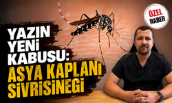 Yazın Yeni Kabusu: Asya Kaplanı Sivrisineği