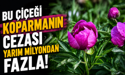Bu çiçeği koparan yandı... Cezası yarım milyondan fazla!