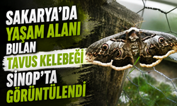 Sakarya'da Yaşam Alanı Bulan Tavus Kelebeği Sinop'ta Görüntülendi!