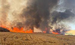 Tekirdağ'da buğday ekili tarlalarda çıkan yangına müdahale ediliyor