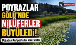 Poyrazlar Gölü’nde Nilüferler Büyüledi! Doğadan Kartpostallık Manzaralar
