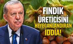 Fındık Üreticisinin Gözü TMO’da: Yeni Sezon Alım Fiyatı İçin Bekleyiş Sürüyor