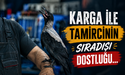 Karga ile tamircinin sıradışı dostluğu...
