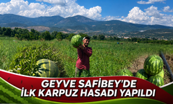 Geyve Safibey’de İlk Karpuz Hasadı Yapıldı