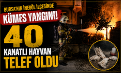 40 Kanatlı Hayvan Telef Oldu