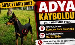 Adya Korucuk'ta kayboldu!