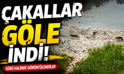 Sapanca Gölü Kıyısında Dikkat Çeken Anlar