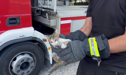 Ağaçta Mahsur Kalan Yavru Kedi İtfaiye Tarafından Kurtarıldı