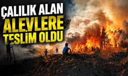Çalılık Alan Alevlere Teslim Oldu