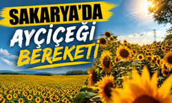 Sakarya sarıya büründü! Ayçiçeği tarlaları hayran bırakıyor