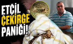 Etçil çekirge paniği!