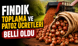 Fındıkta patoz ücreti belli oldu