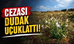 Kocaali’de Dikkat Çeken Görüntü: 700 Bin Liralık Cezası Var, Çöpler Arasında Kaldı