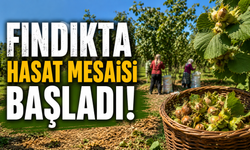 FINDIKTA HASAT MESAİSİ BAŞLADI!