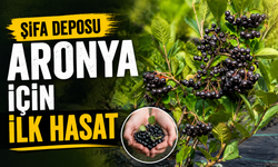 Sakarya’da aronya bereketi! Kilosu 400 TL’den alıcı buluyor