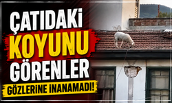 Çatıdaki koyunu görenler gözlerine inanamadı!