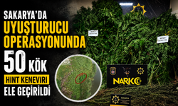 Karasu’da Uyuşturucu Operasyonu: 50 Kök Hint Keneviri ve 10 Kilo Esrar Ele Geçirildi