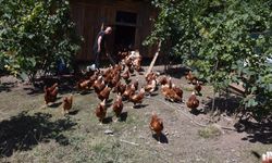 Köyüne döndü, 10 tavukla başladı: Siparişlere yetişemiyor