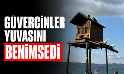 Sapanca Sahili’ndeki Kuş Evi Güvercinlerin Uğrak Noktası Oldu