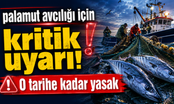 Sakarya’da Palamut Avcılığı Yasağı 15 Ağustos’a Kadar Sürecek
