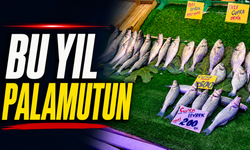 Bu yıl palamutun!