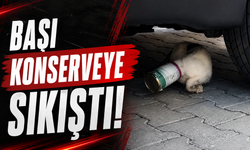 Kafasına Konserve Kutusu Sıkışan Kediyi Temizlik İşçileri Kurtardı