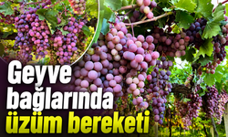 Geyve bağlarında üzüm bereketi: Hasat heyecanı başladı
