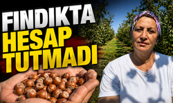 Fındıkta hesap tutmadı