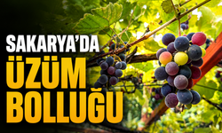 Sakarya’da Üzüm Bereketi