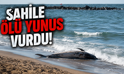 Sahile Ölü Yunus Vurdu