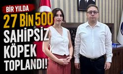 Bir yılda 27 bin 500 sahipsiz köpek toplandı