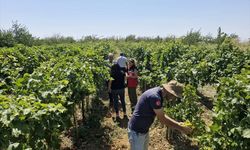 Tekirdağ'da bağlarda hastalık incelemesi yapıldı